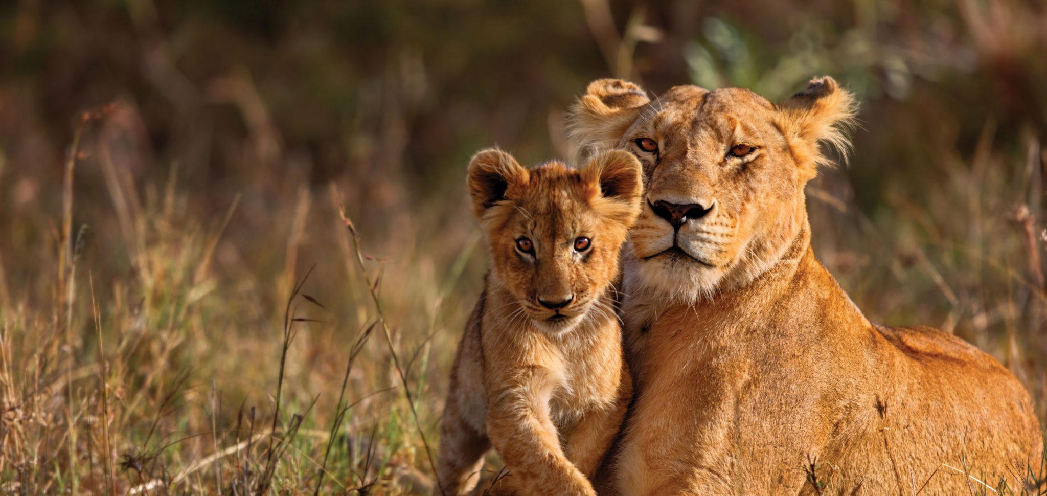 Africa